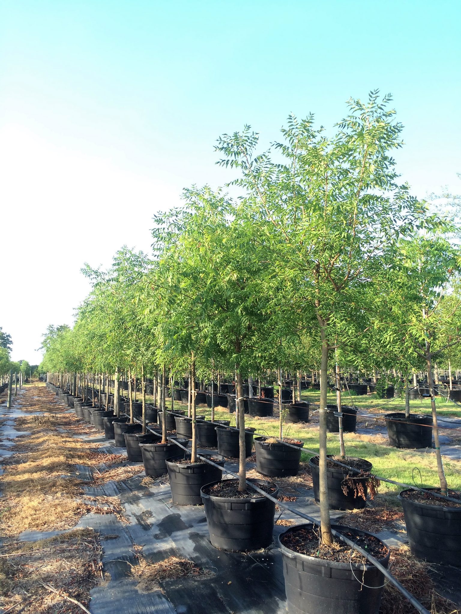 Chinese Pistache – Golden Roots Trees