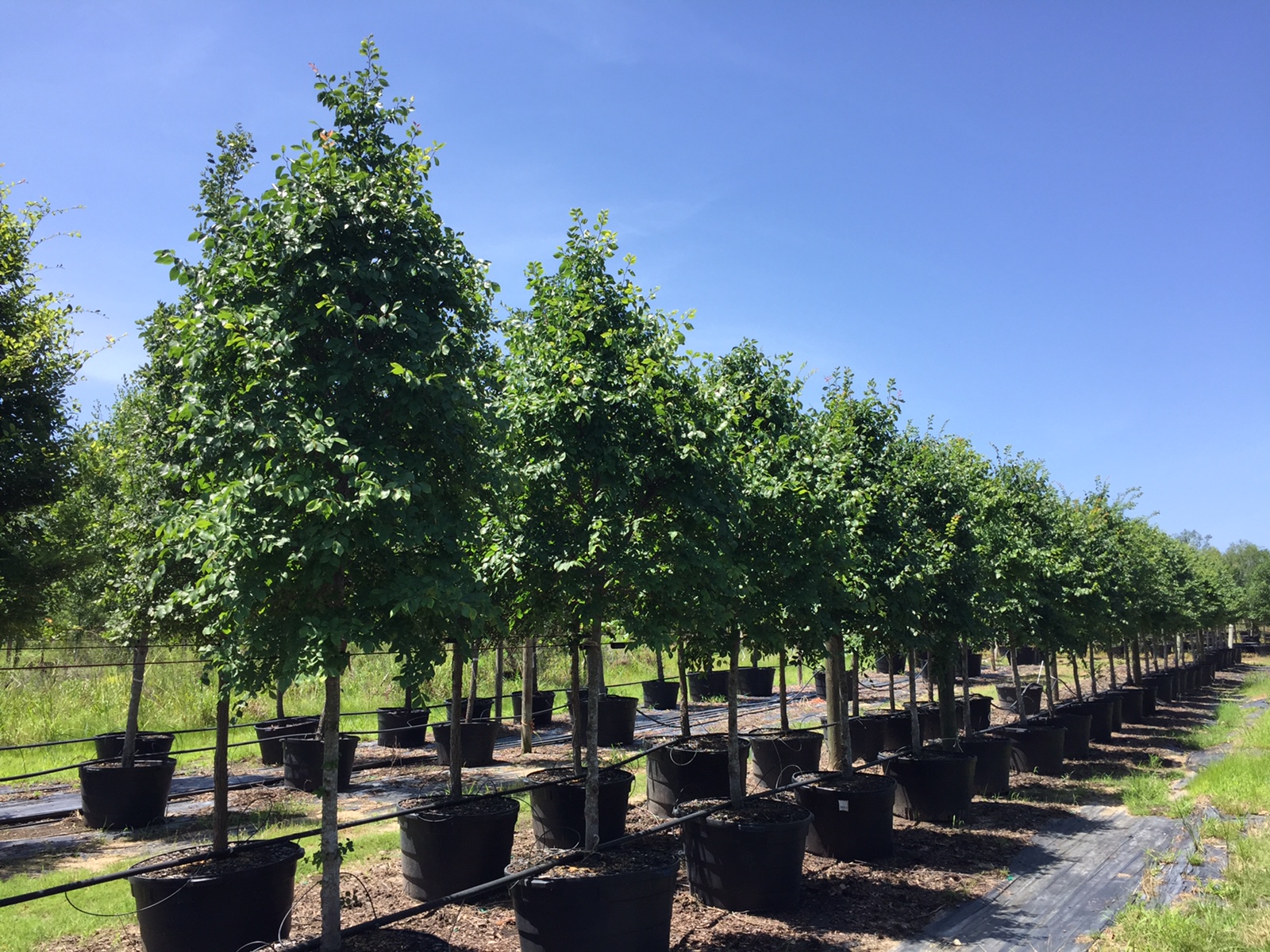 Lacebark Elm Golden Roots Trees