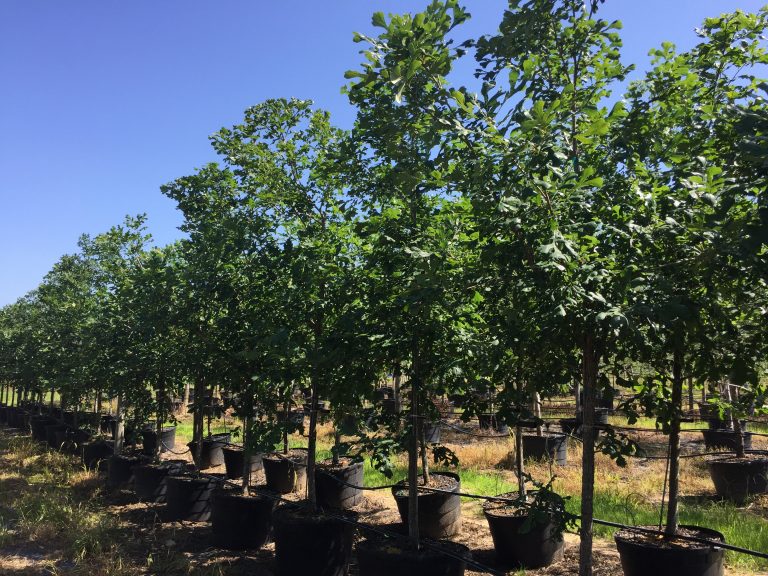 Burr Oaks Golden Roots Trees