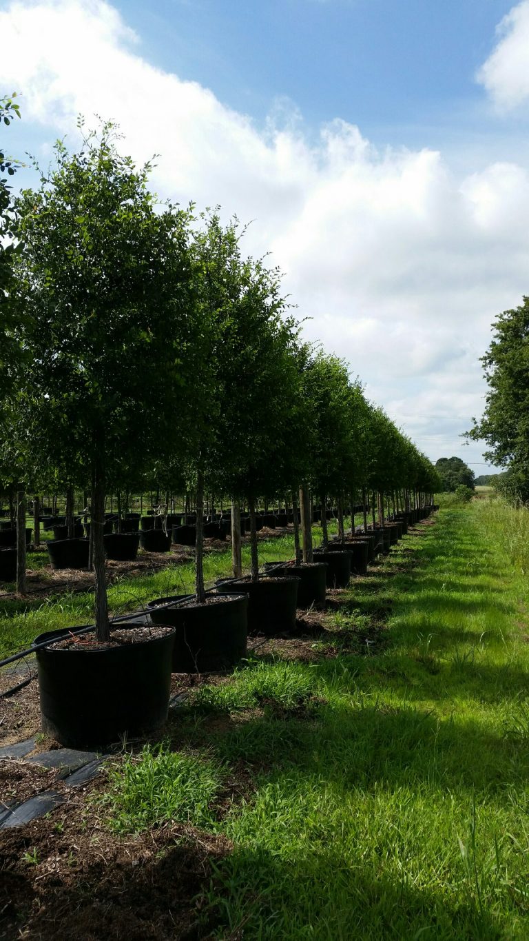 Cedar Elm Golden Roots Trees